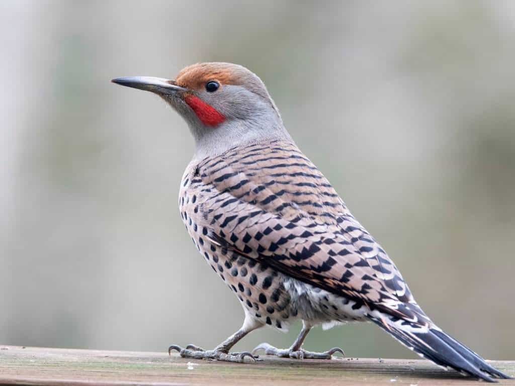 northern-flicker-feather-spiritual-meaning