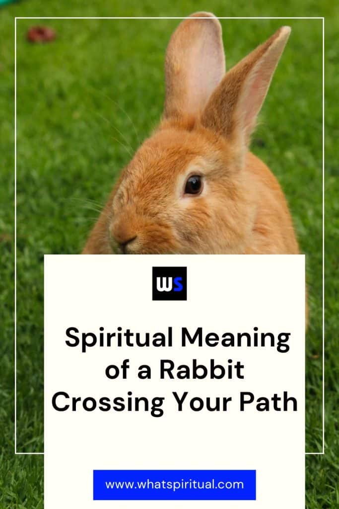 pin-spiritual-meaning-of-a-rabbit-crossing-your-path