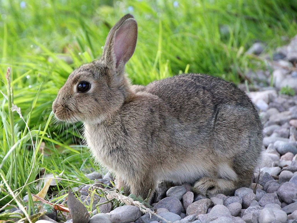 rabbit-crossing-your-path-spiritual-meaning