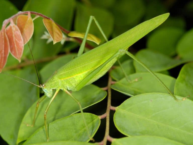 spiritual-meaning-of-katydid-symbolism-superstition