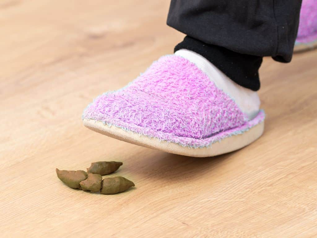 spiritual-meaning-of-stepping-in-dog-poop