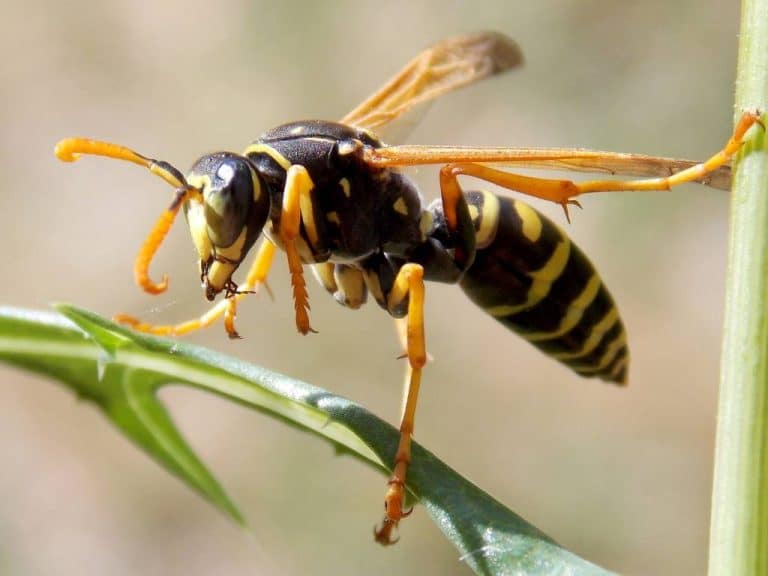 wasp-in-house-spiritual-meaning