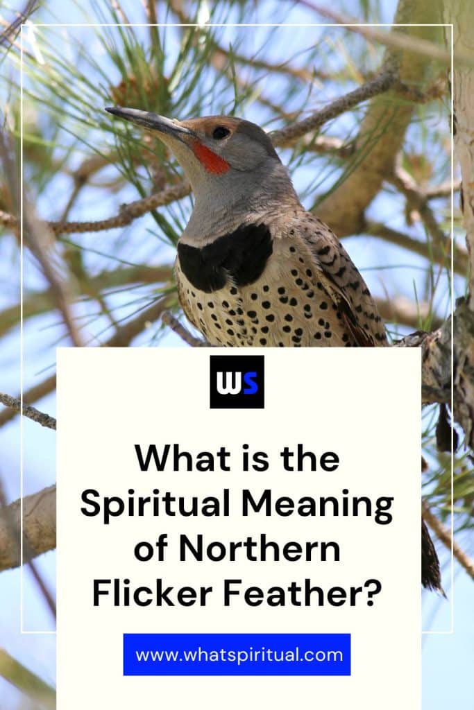 what-is-the-spiritual-meaning-of-northern-flicker-feather
