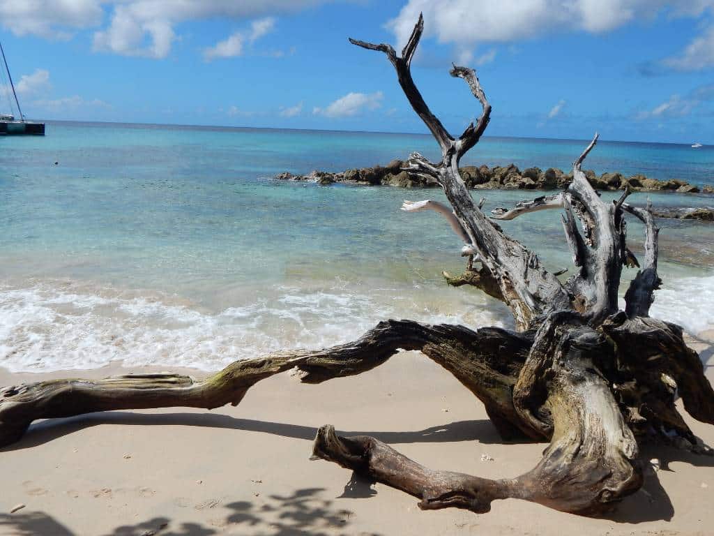 driftwood-spiritual-meaning-symbolism