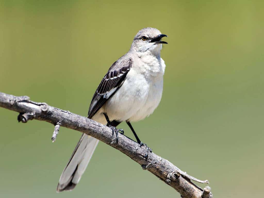 mockingbird-singing-at-night-spiritual-meaning