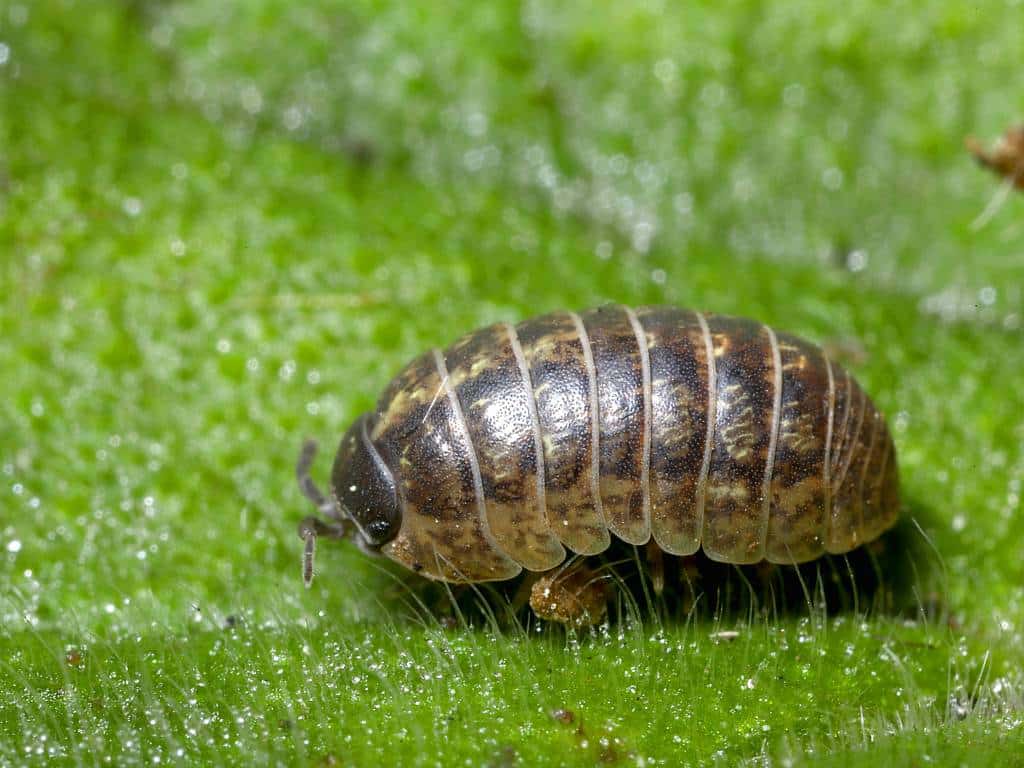 rollie-pollie-spiritual-meaning-symbolism