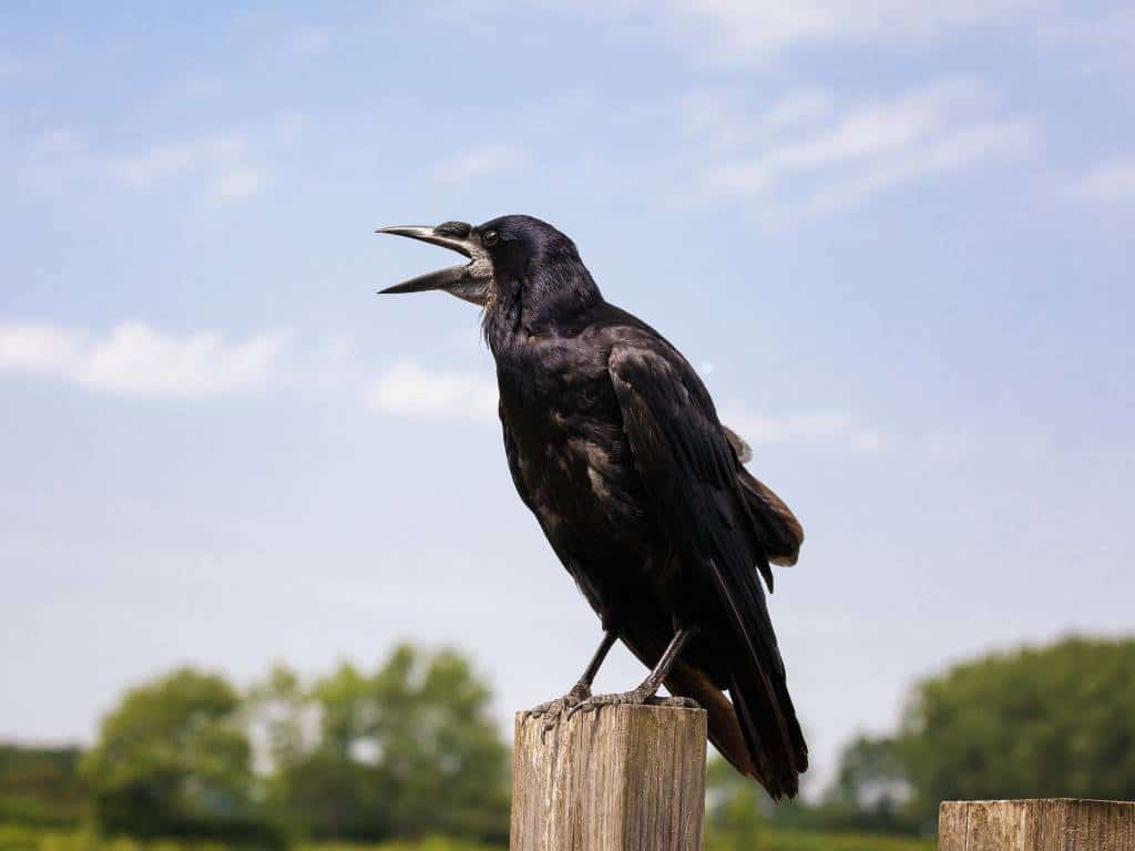 spiritual-meaning-of-crows-cawing-in-the-morning