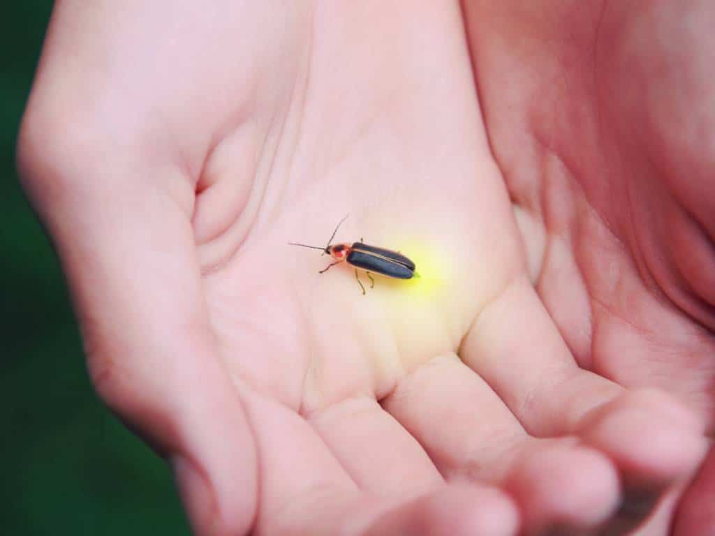 spiritual-meaning-of-firefly-in-house
