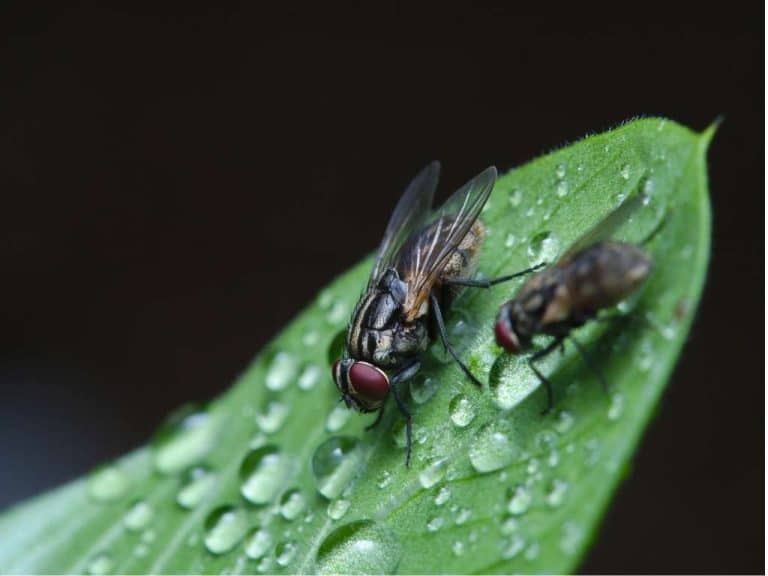 spiritual-meaning-of-flies-around-you