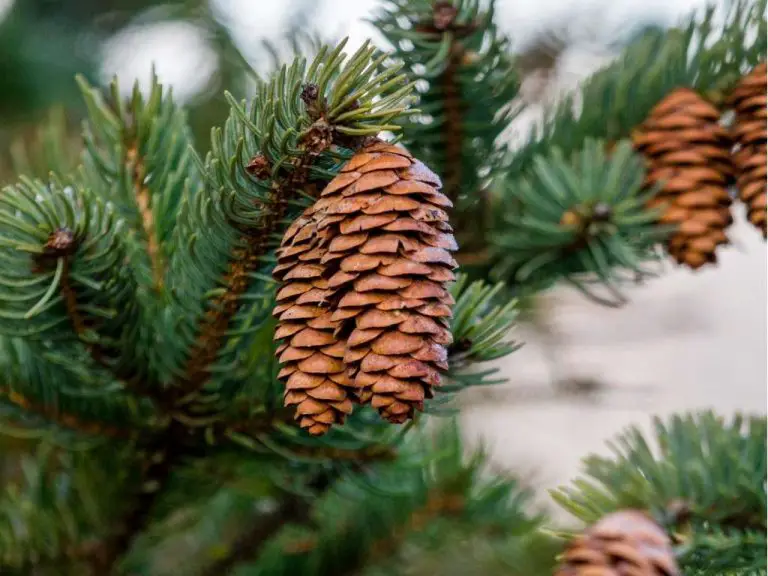 9 Spiritual Meanings of Pine Cones & Trees with Symbolism