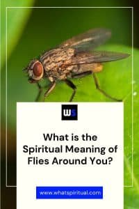 9 Spiritual Meanings of Flies Around You (Caution!) - What Spiritual