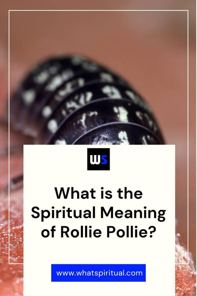 what-is-the-spiritual-meaning-of-rollie-pollie