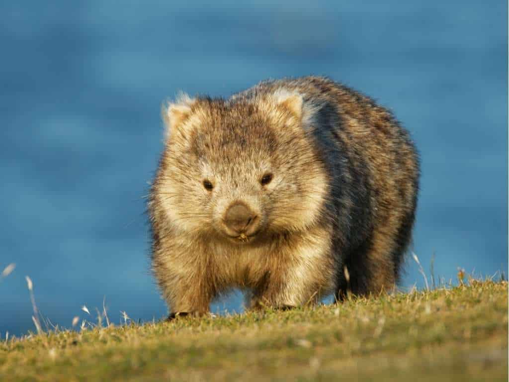 wombat-spiritual-meaning-symbolism