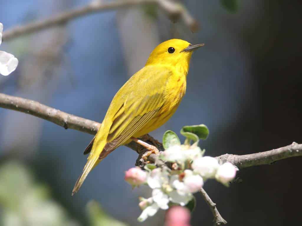 yellow-bird-spiritual-meaning-symbolism