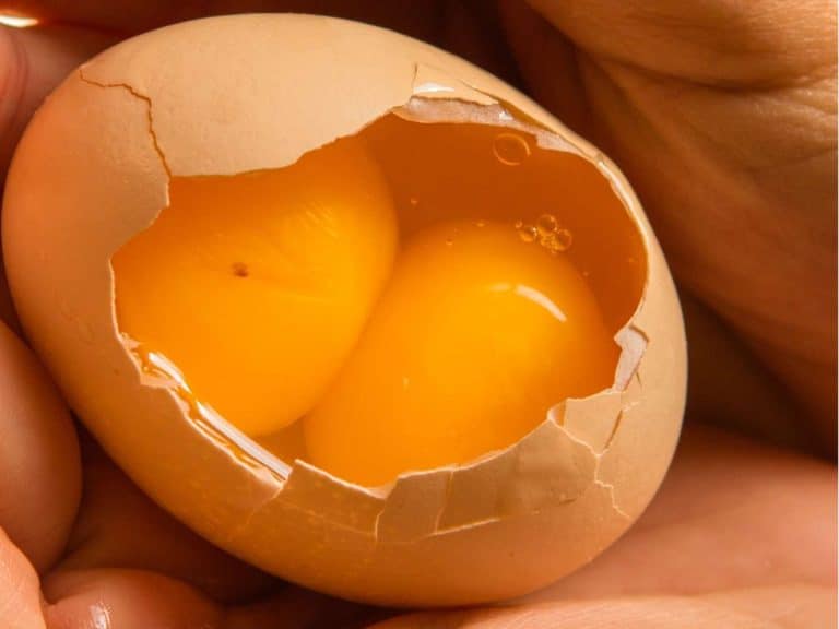 biblical-spiritual-meaning-of-double-yolk-egg