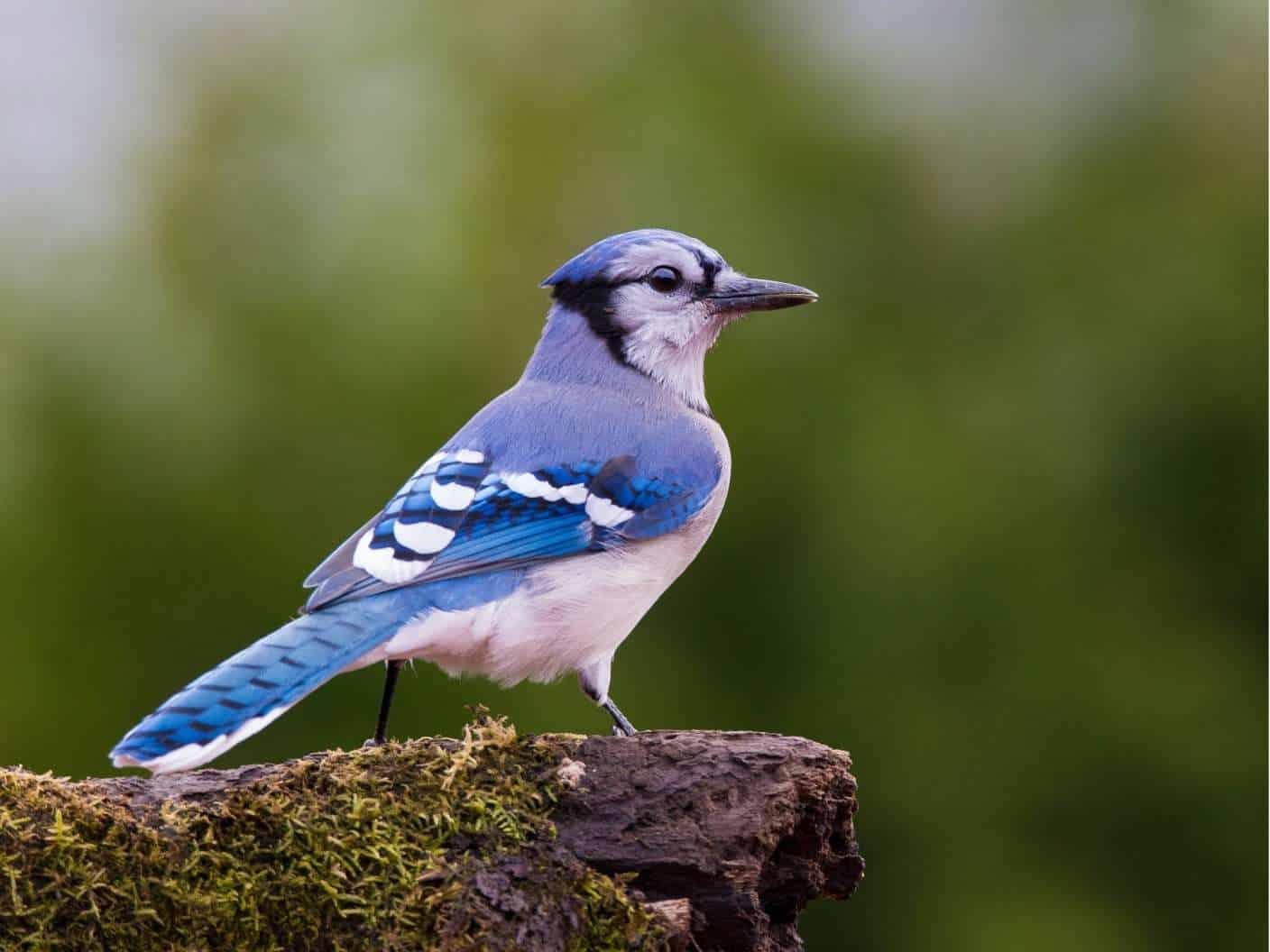 blue-jay-as-a-symbolism-of-death-or-a-sign-from-heaven