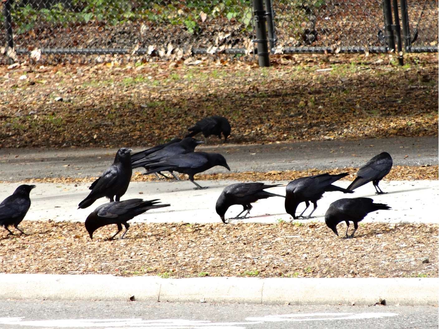 number-of-crows-meaning-spiritual-symbolism