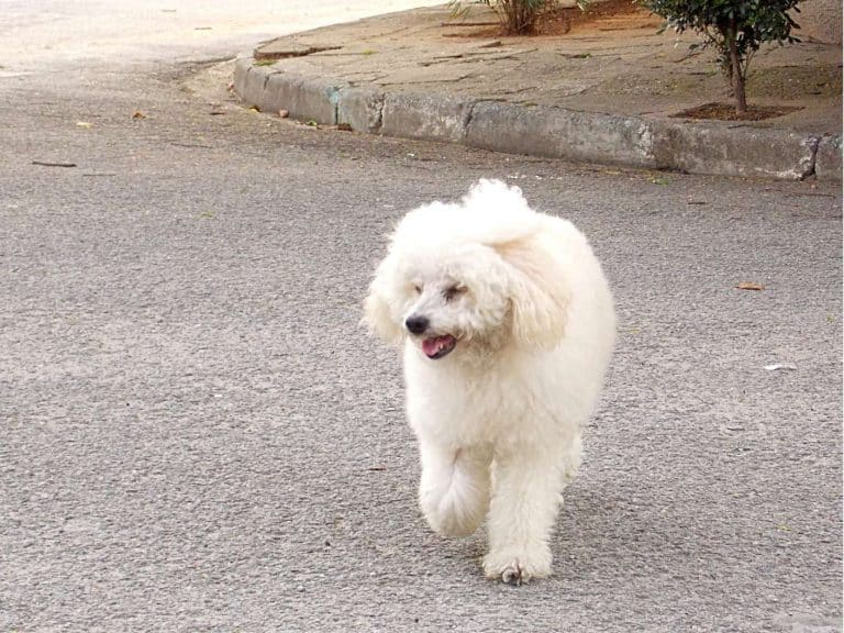 spiritual-meaning-of-a-dog-crossing-your-path