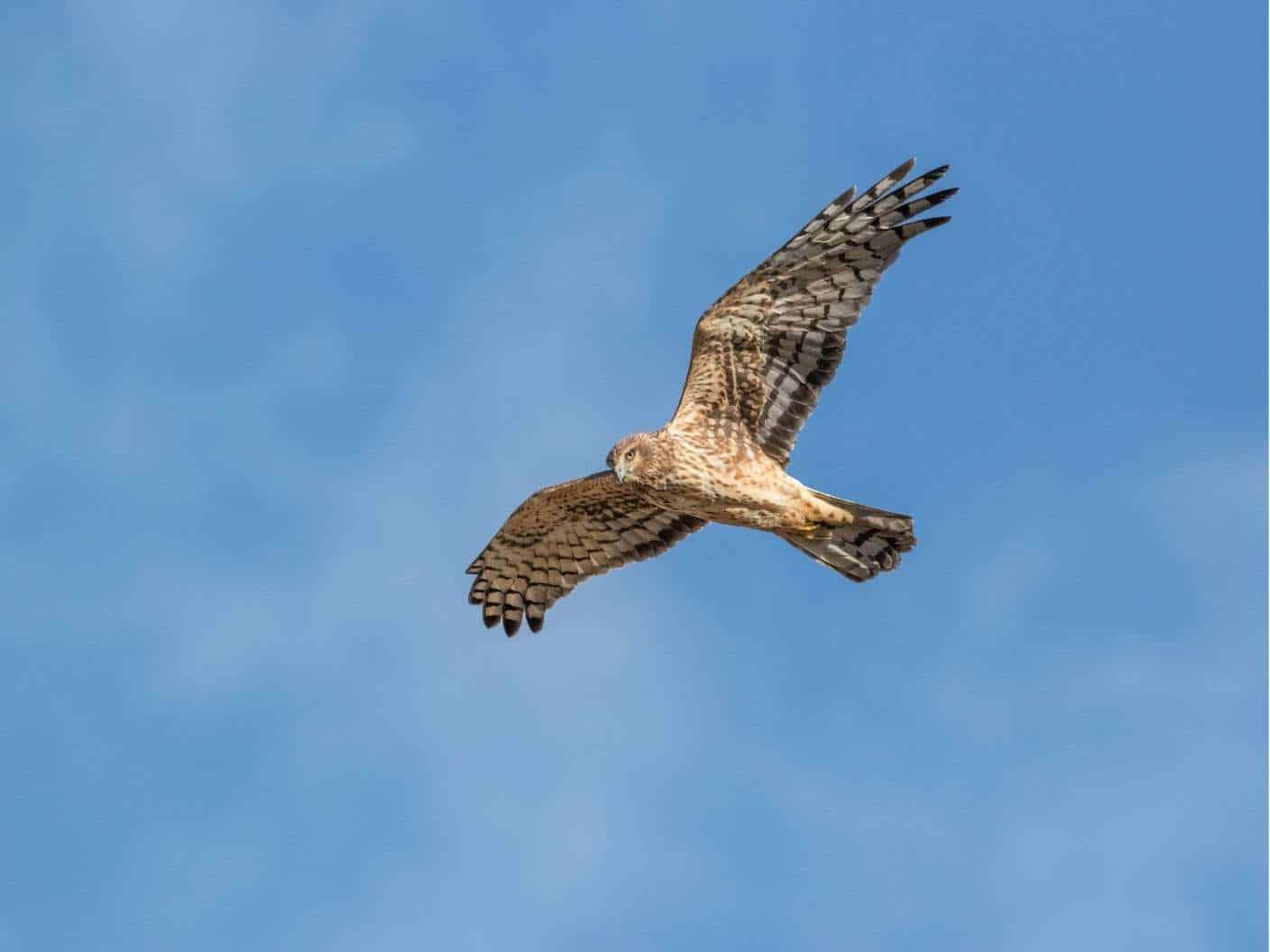 spiritual-meaning-of-a-hawk-flying-above-you-circling