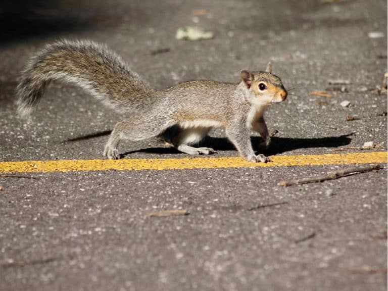 spiritual-meaning-of-a-squirrel-crossing-your-path