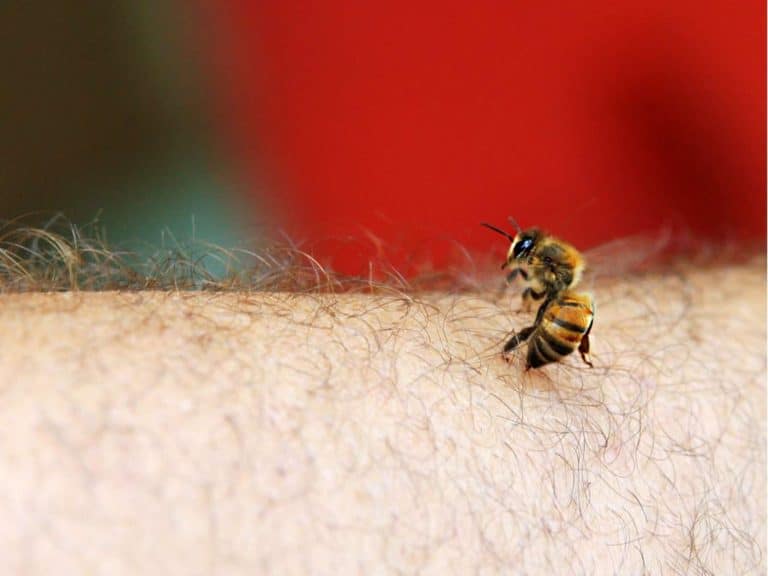 spiritual-meaning-of-bee-sting