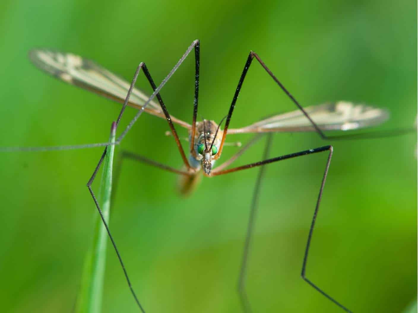 spiritual-meaning-of-daddy-long-leg