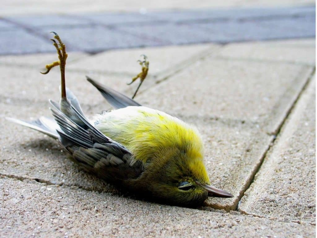 Dead Bird Spiritual Meaning