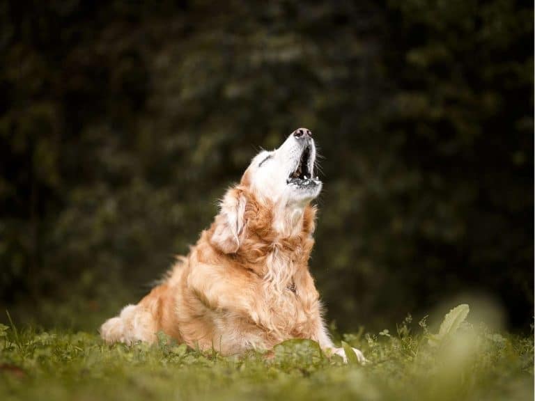 spiritual-meaning-of-dog-crying-howling-barking-at-night