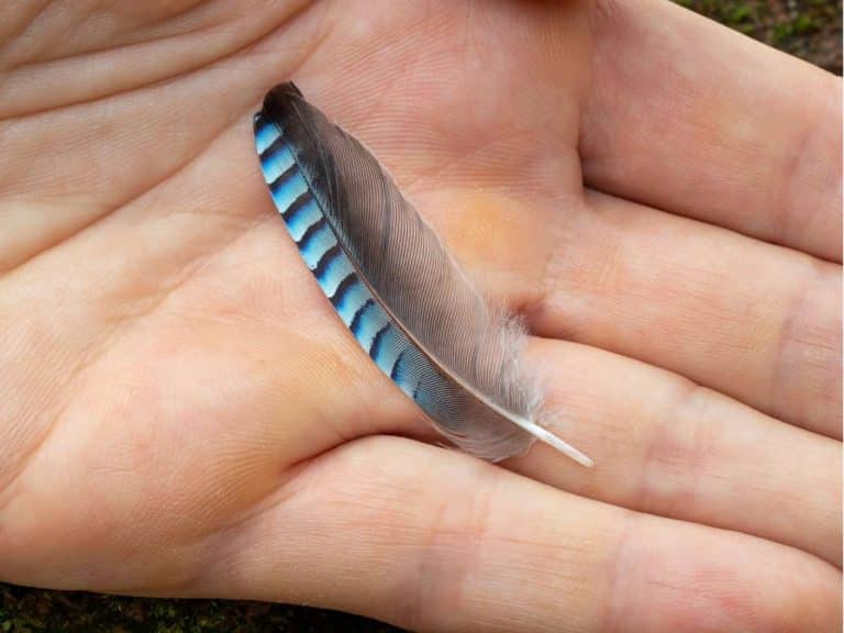 spiritual-meaning-of-finding-a-blue-jay-feather-symbolism