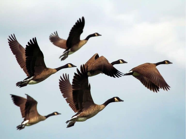 spiritual-meaning-of-geese