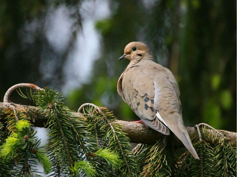 spiritual-meaning-of-mourning-dove