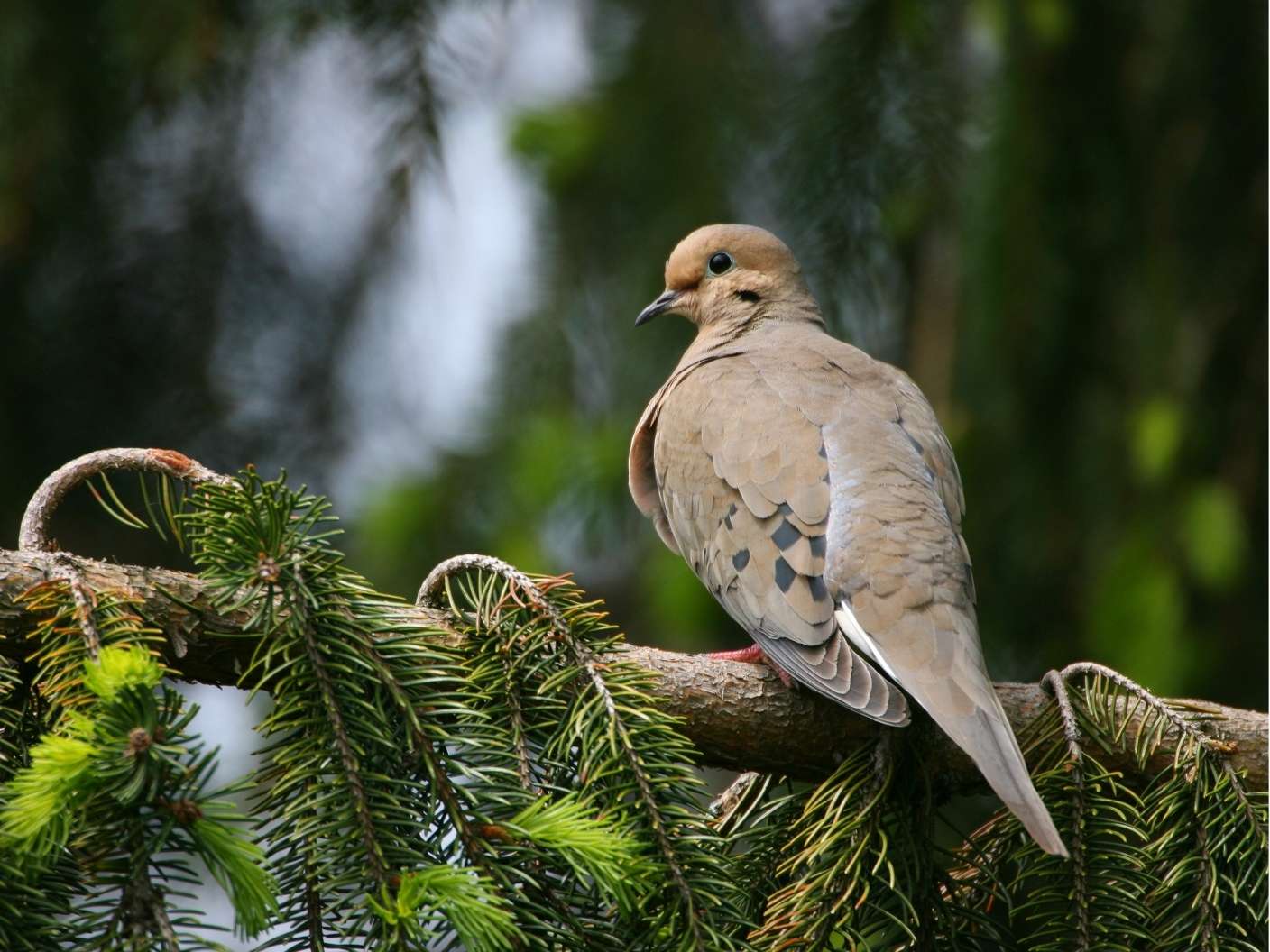 spiritual-meaning-of-mourning-dove
