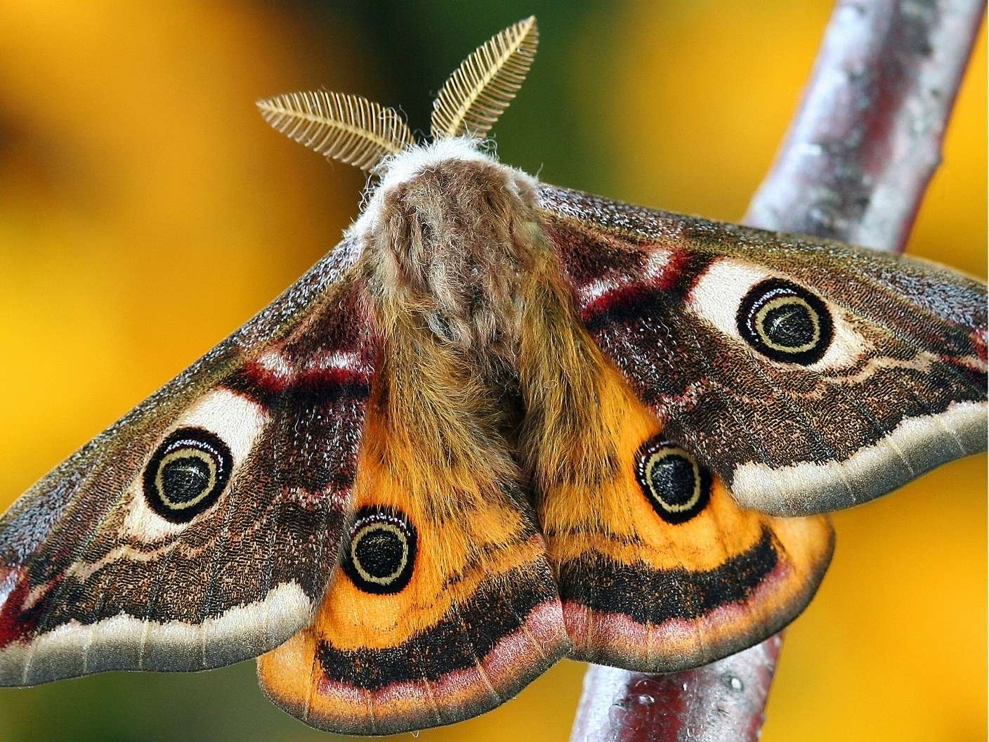 spiritual-meaning-of-seeing-a-moth-symbolism