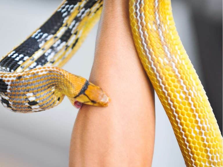 12 Spiritual Meanings Of Snake Bite In Dream: Good Or Bad?