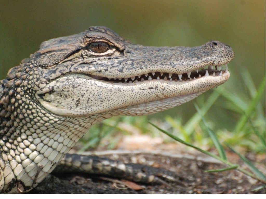 spiritual-meanings-of-alligators-in-dreams