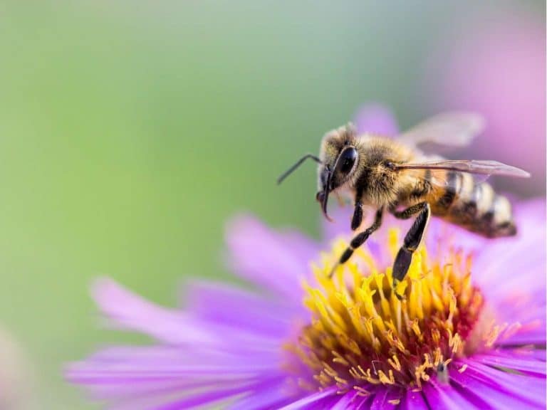 what-is-the-spiritual-meaning-of-bee-in-love-and-relationship