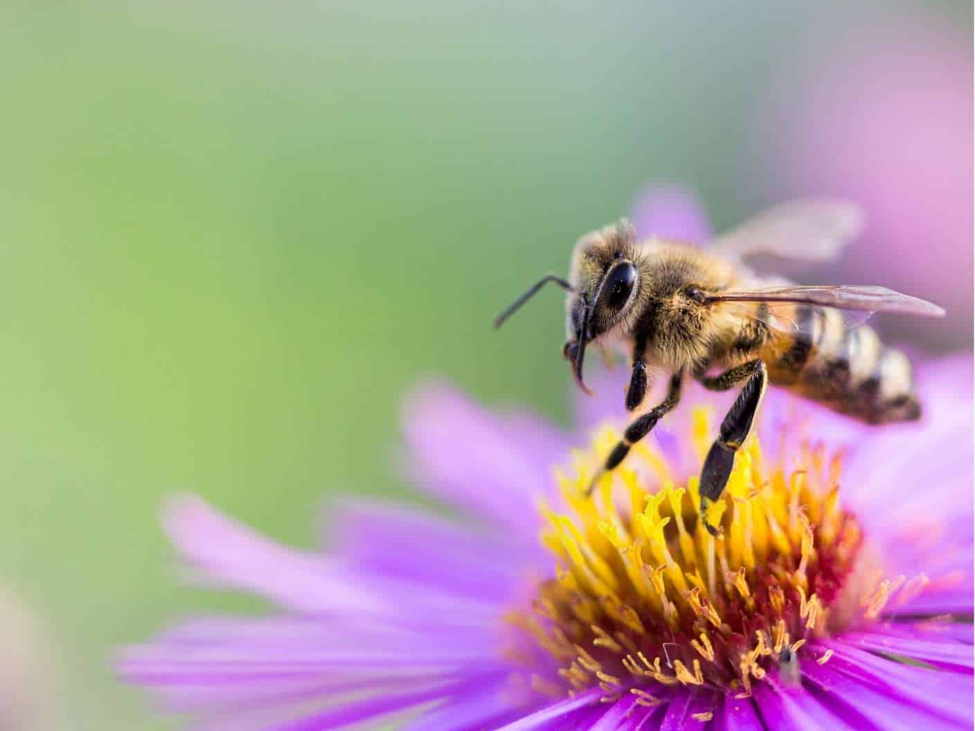 what-is-the-spiritual-meaning-of-bee-in-love-and-relationship