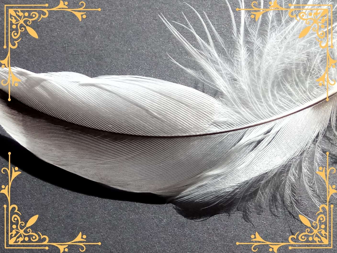 biblical-spiritual-meaning-of-white-and-black-mixed-feather