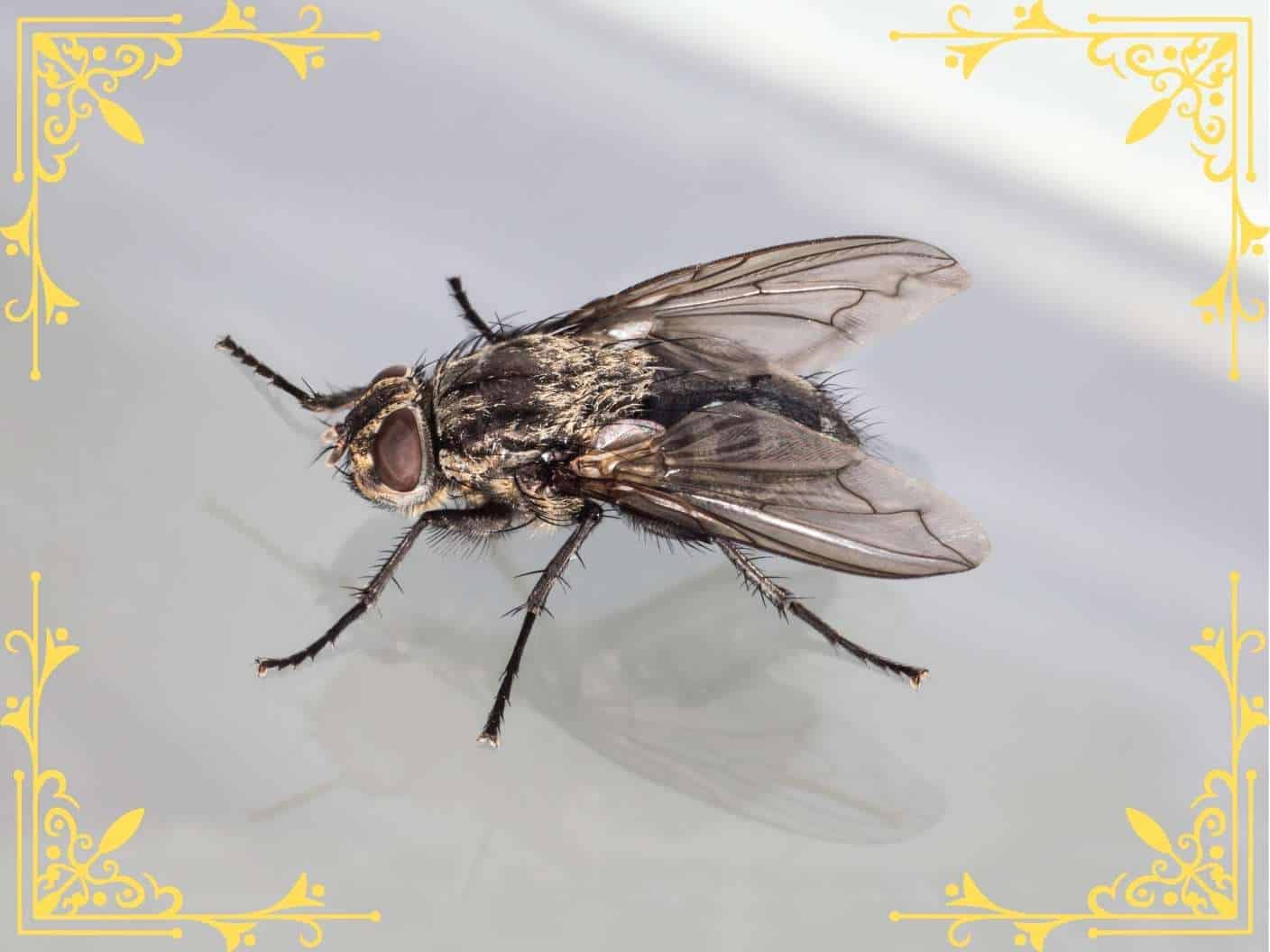 prophetic-spiritual-meaning-of-flies