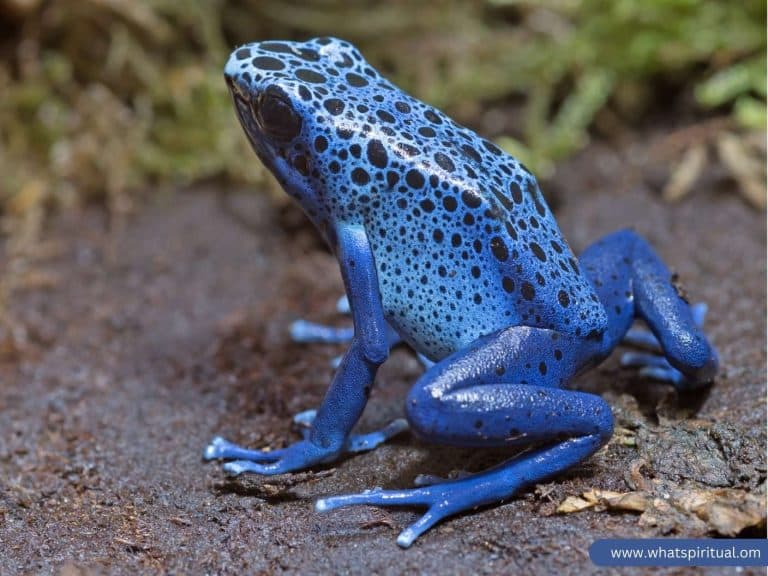 spiritual-meaning-of-a-frog-visiting-you-or-crossing-your-path