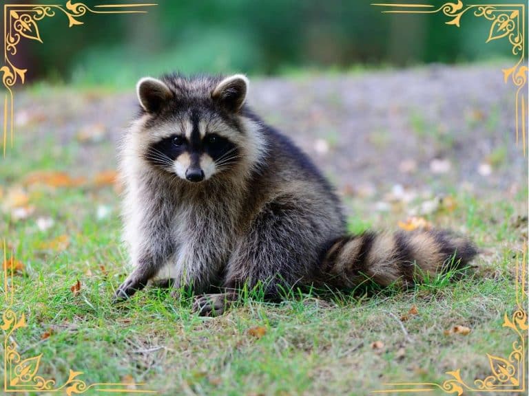 spiritual-meaning-of-a-raccoon-in-your-path