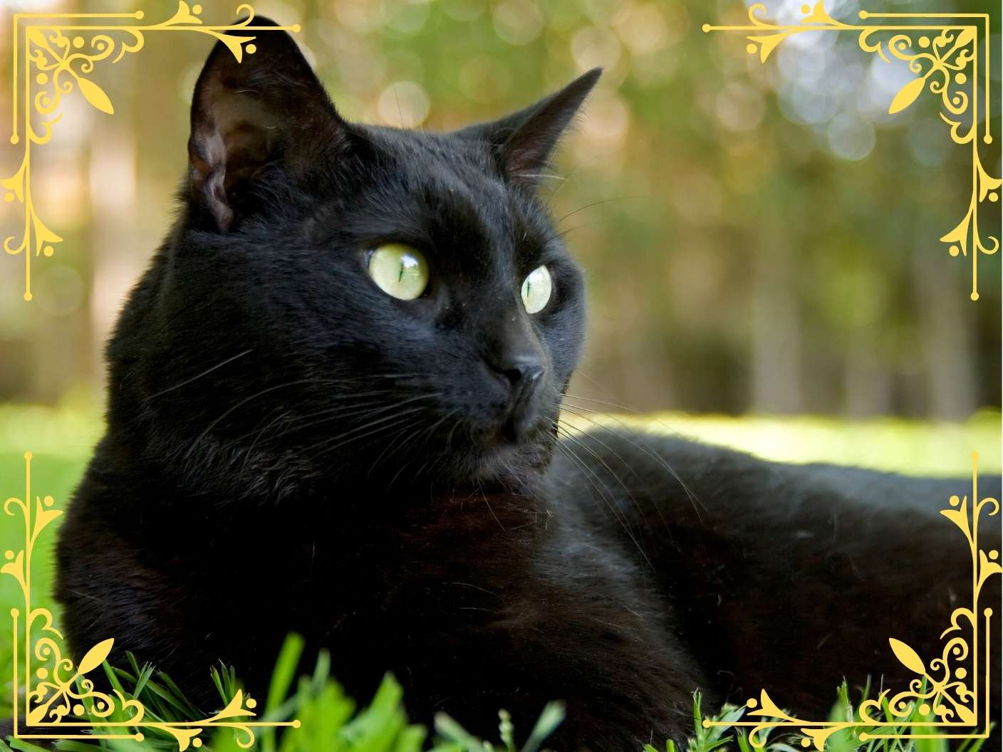 spiritual-meaning-of-black-cat-and-symbolism