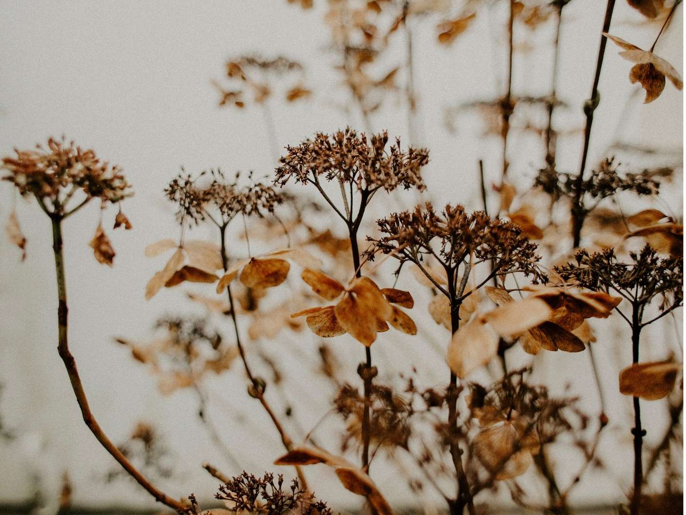 spiritual-meaning-of-brown-color-symbolism