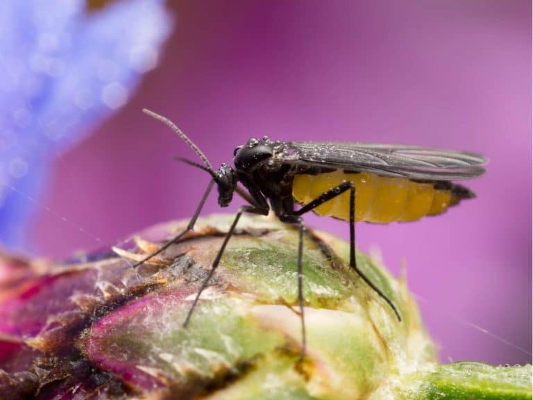 spiritual-meaning-of-fruit-flies-or-gnats