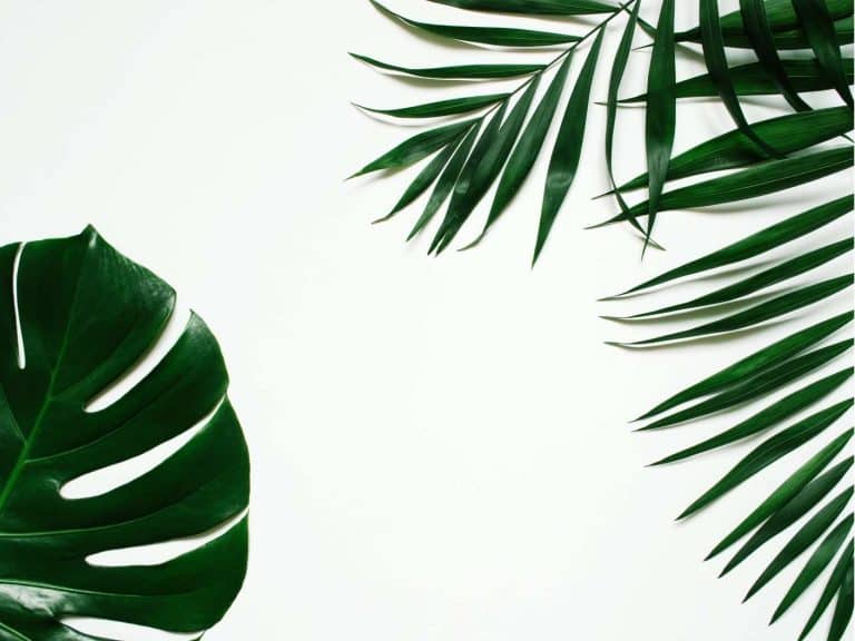 spiritual-meaning-of-green-color-symbolism