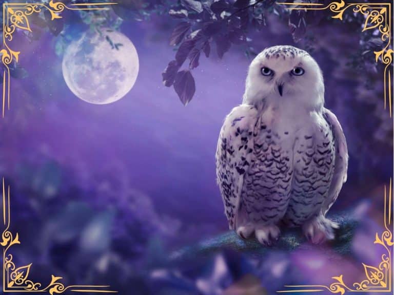 spiritual-meaning-of-hearing-an-owl-hoot-at-night-several-times