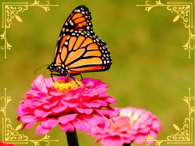 spiritual-meaning-of-monarch-butterfly-symbolism
