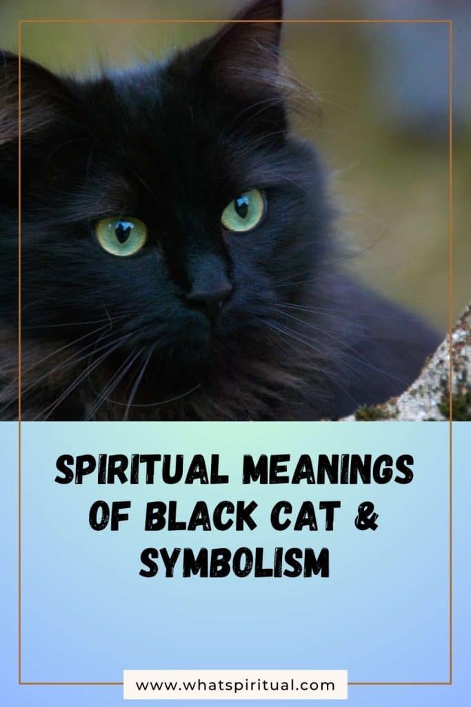 what-is-the-spiritual-meaning-of-black-cat