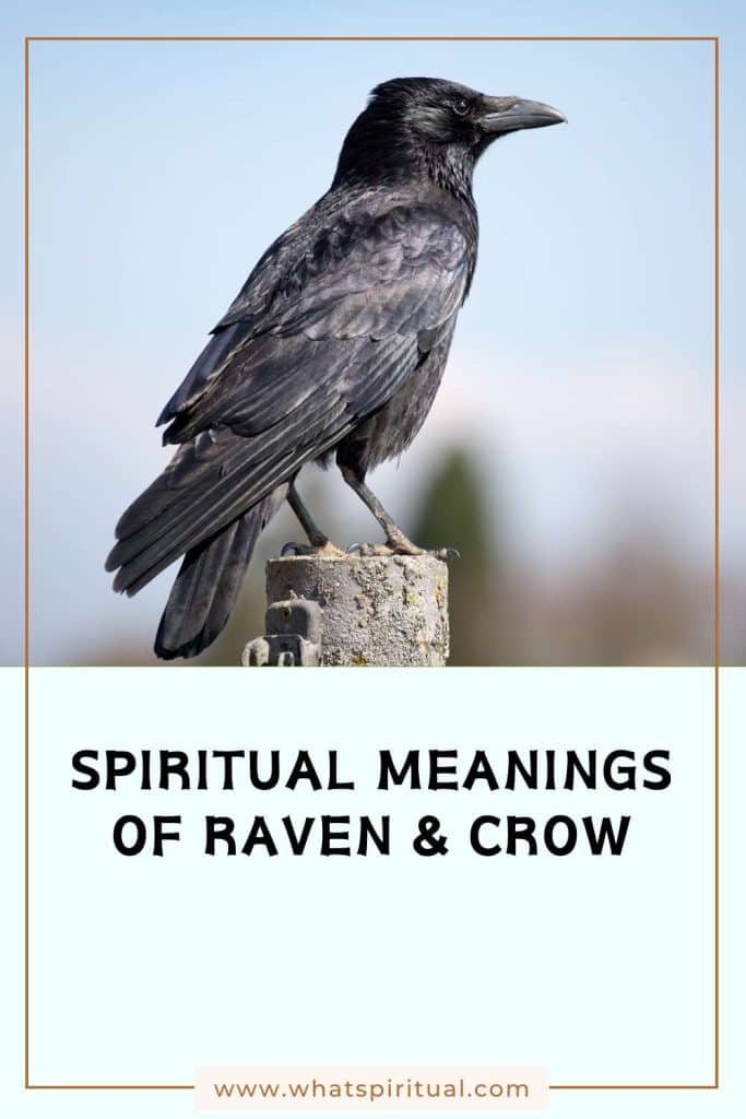 what-is-the-spiritual-meaning-of-raven-and-crow
