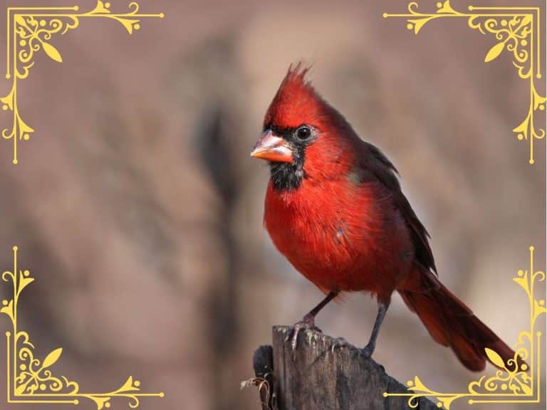 spiritual-biblical-meanings-when-god-sends-a-red-cardinal